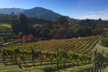 Organic Wine