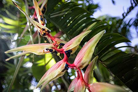 Hawaii Lei Flowers