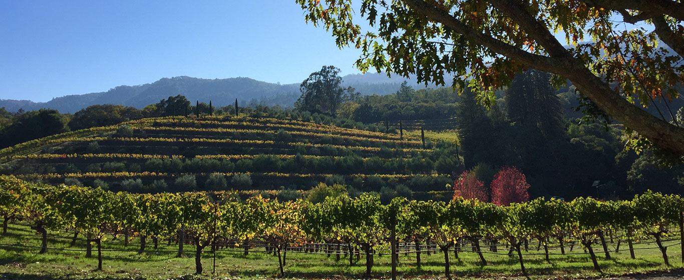 yoga sonoma