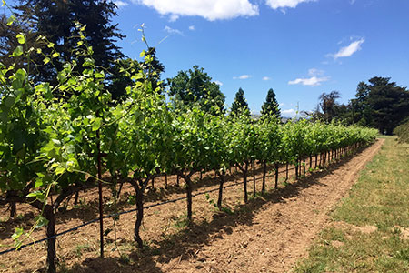 Monthly Yoga & Wine Experience on Sunday